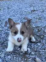 Cookie, a female Pembroke Welsh Corgi for sale in Hopkinsville, KY – 2 of 6