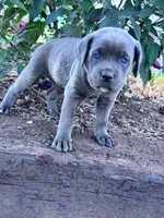 Luna, a female Cane Corso for sale in Hopkinsville, KY – 4 of 5