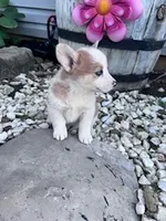 Dottie, a female Pembroke Welsh Corgi for sale in Hopkinsville, KY – Photo 4 of 5