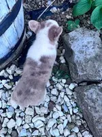 Dottie, a female Pembroke Welsh Corgi for sale in Hopkinsville, KY – Photo 3 of 5