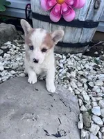 Dottie, a female Pembroke Welsh Corgi for sale in Hopkinsville, KY – Photo 5 of 5