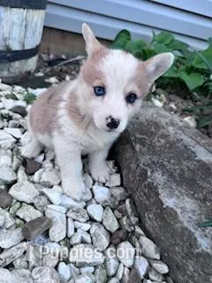 Dottie – Pembroke Welsh Corgi puppy for sale in Hopkinsville, KY