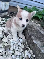 Dottie, a female Pembroke Welsh Corgi for sale in Hopkinsville, KY – Photo 1 of 5