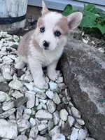 Dottie, a female Pembroke Welsh Corgi for sale in Hopkinsville, KY – Photo 2 of 5