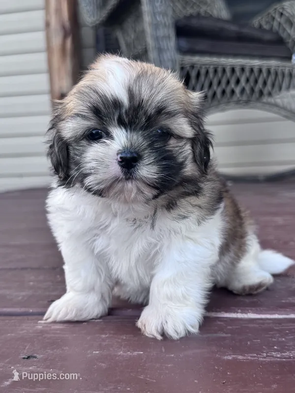 Suzie – Shih Tzu puppy for sale in Hopkinsville, KY