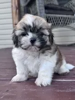 Suzie, a female Shih Tzu for sale in Hopkinsville, KY – 1 of 5