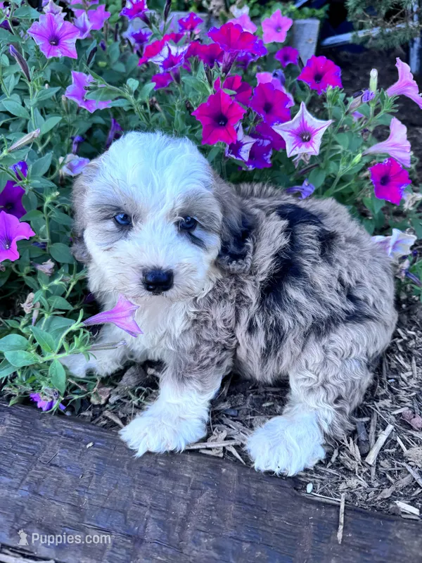 Patches – Sheepadoodle puppy on hold in Hopkinsville, KY