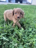 Ruby, a female Cavapoo for sale in Hopkinsville, KY – 3 of 6