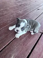 Skye, a female Boston Terrier for sale in Hopkinsville, KY – 4 of 6