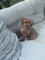 Pebbles, a female Yorkipoo for sale in Hopkinsville, KY – 3 of 7