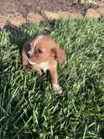 Copper, a male Cavalier King Charles Spaniel for sale in Hopkinsville, KY – 4 of 7
