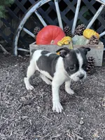 Domino, a male Boston Terrier for sale in Hopkinsville, KY – 3 of 6