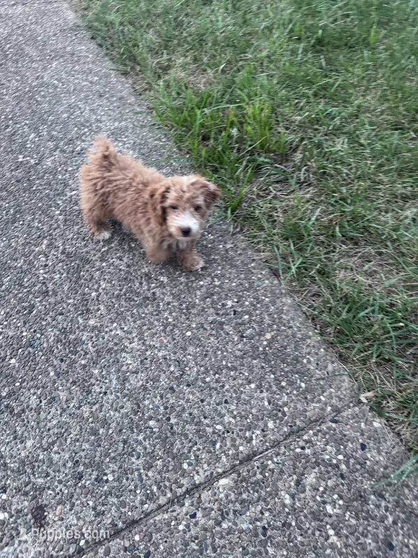 Yeti  – Yorkipoo puppy for sale in Hopkinsville, KY