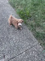 Charlie, a male Yorkipoo for sale in Hopkinsville, KY – 3 of 7