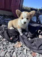 Dolly , a female Pembroke Welsh Corgi for sale in Hopkinsville, KY – 4 of 5