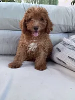Pumpkin , a male Poodle - Miniature  for sale in Hopkinsville, KY – 2 of 6