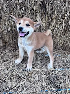 Ozzie – Shiba Inu puppy for sale in Hopkinsville, KY
