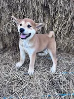 Ozzie, a male Shiba Inu for sale in Hopkinsville, KY – 4 of 5