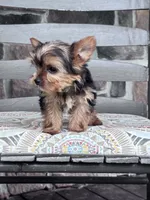 Yogi, a male Yorkshire Terrier for sale in Hopkinsville, KY – 3 of 4