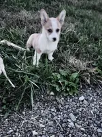 Freddy, a male Pembroke Welsh Corgi for sale in Hopkinsville, KY – 7 of 8