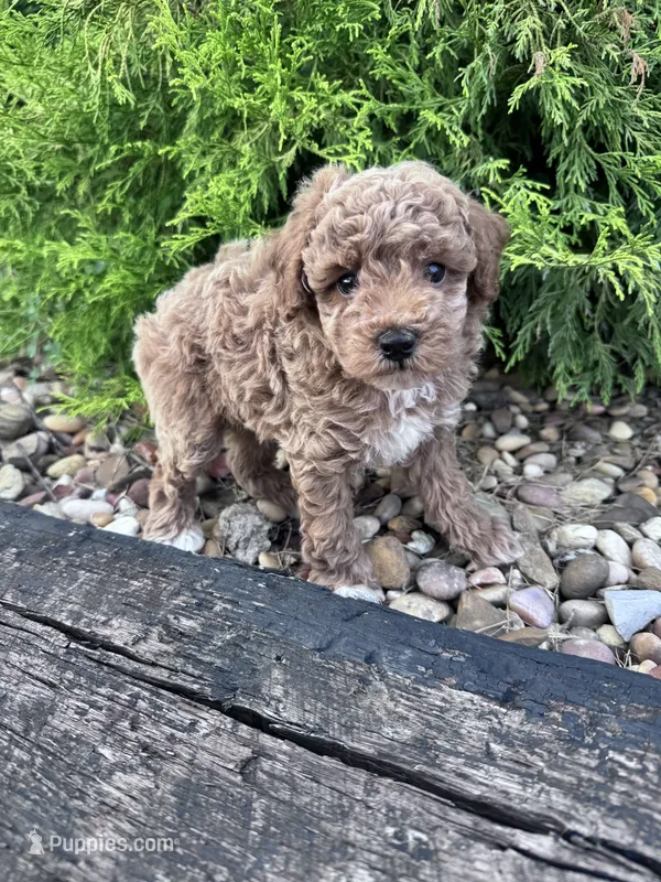 Buddy  – Poodle - Miniature  puppy for sale in Hopkinsville, KY