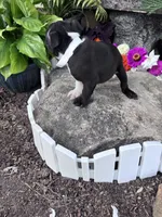 Louie, a male Boston Terrier for sale in Hopkinsville, KY – 3 of 4