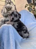 Lolli, a female Chihuahua for sale in Hopkinsville, KY – 5 of 5