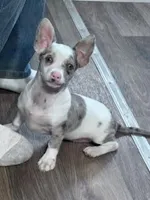 Gizmo, a male Chihuahua for sale in Hopkinsville, KY – Photo 7 of 7