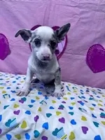 Gizmo, a male Chihuahua for sale in Hopkinsville, KY – Photo 2 of 7