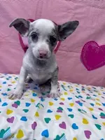 Gizmo, a male Chihuahua for sale in Hopkinsville, KY – Photo 5 of 7