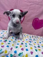 Gizmo, a male Chihuahua for sale in Hopkinsville, KY – Photo 3 of 7