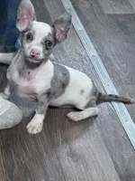 Gizmo, a male Chihuahua for sale in Hopkinsville, KY – Photo 6 of 7