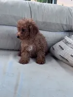 Minnie, a female Poodle - Miniature  for sale in Hopkinsville, KY – 6 of 7