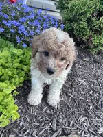 Peanut, a male Yorkipoo for sale in Hopkinsville, KY – 2 of 7