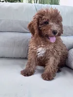 Pumpkin , a male Poodle - Miniature  for sale in Hopkinsville, KY – 5 of 6