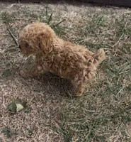 Annie, a female Poodle - Miniature  for sale in Hopkinsville, KY – 2 of 4