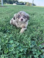 Teddy, a male Chihuahua for sale in Hopkinsville, KY – 6 of 7