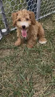 Charlie, a male Yorkipoo for sale in Hopkinsville, KY – 5 of 7
