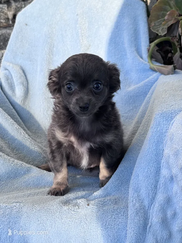 Bella – Chihuahua puppy for sale in Hopkinsville, KY