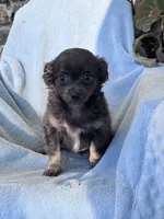 Bella, a female Chihuahua for sale in Hopkinsville, KY – 1 of 8