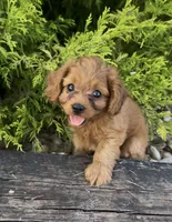 Hannah, a female Cavapoo for sale in Hopkinsville, KY – 2 of 4