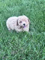 Peanut, a male Bichpoo for sale in Hopkinsville, KY – 2 of 4