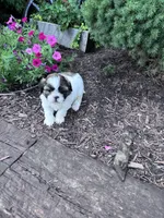 Cookie, a female Shih Tzu for sale in Hopkinsville, KY – 8 of 8