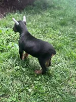 Ace, a male Doberman Pinscher for sale in Hopkinsville, KY – 3 of 6