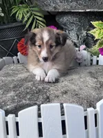 Clyde , a male Shetland Sheepdog for sale in Hopkinsville, KY – 4 of 7