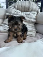 Bear, a male Yorkshire Terrier for sale in Hopkinsville, KY – 7 of 9