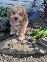 Peanut, a male Yorkipoo for sale in Hopkinsville, KY – 3 of 4