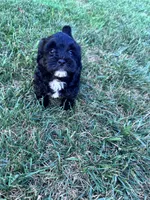 The sweetest boy on earth, a male Shihpoo for sale in Hopkinsville, KY – 4 of 7
