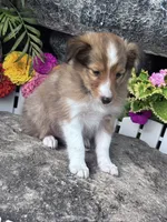 Clyde , a male Shetland Sheepdog for sale in Hopkinsville, KY – 7 of 7