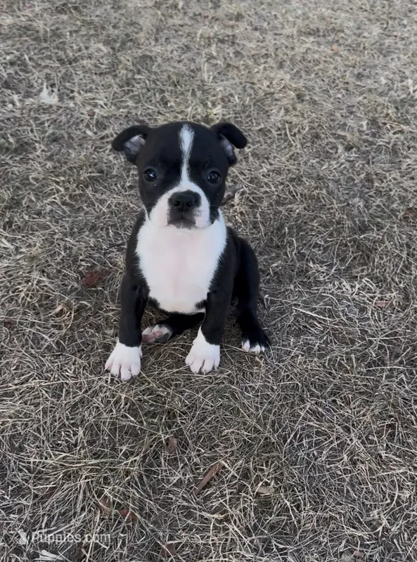 Sally – Boston Terrier puppy for sale in Hopkinsville, KY